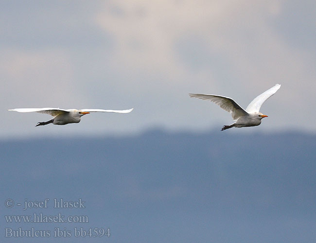 Bubulcus ibis bb4594