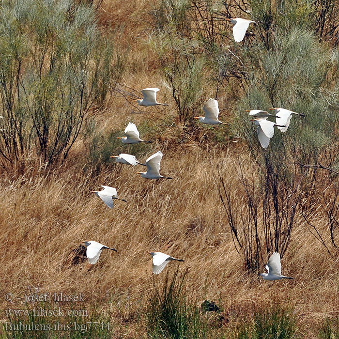 Bubulcus ibis Czapla złotawa Volavka chochlatá Volavka rusohlavá