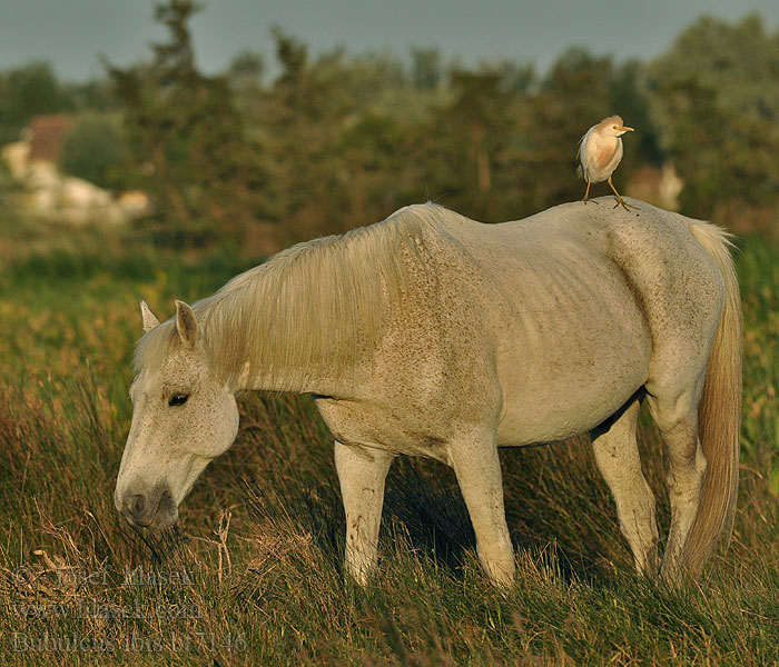 Bubulcus ibis Cattle Egret