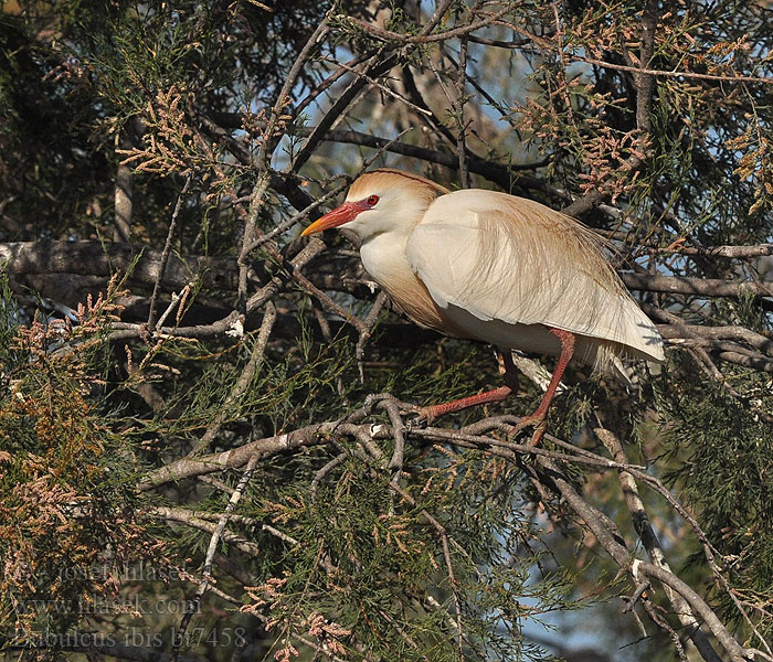 Bubulcus ibis Kohejre