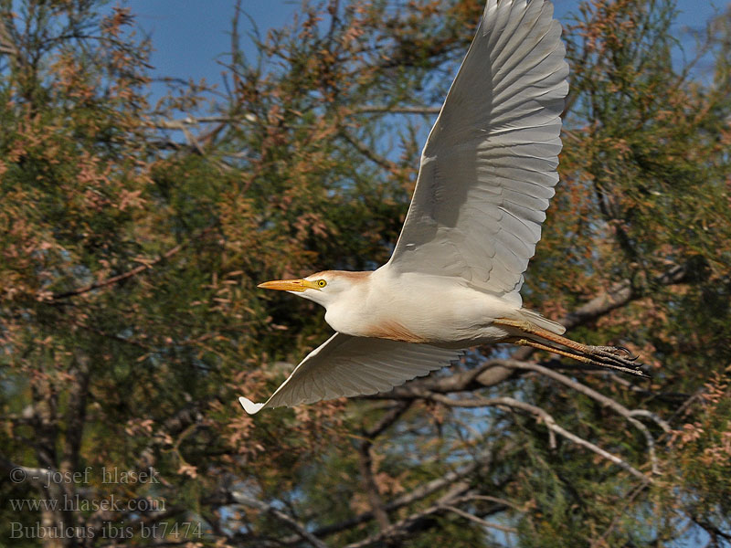 Bubulcus ibis bt7474