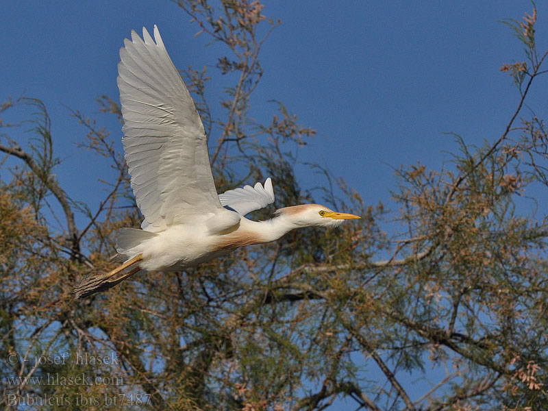 Bubulcus ibis bt7487