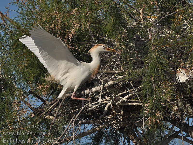 Bubulcus ibis Airone guardabuoi