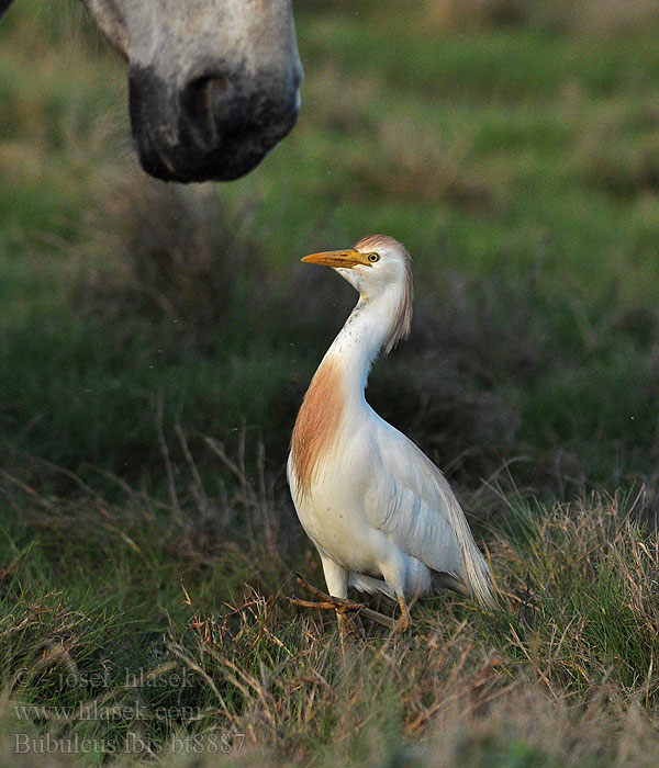 Bubulcus ibis Kuhreiher