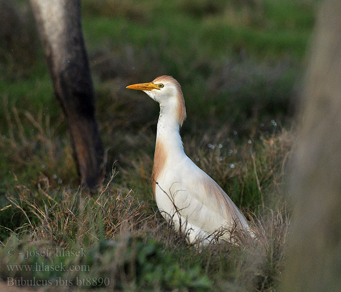 Bubulcus ibis Czapla złotawa