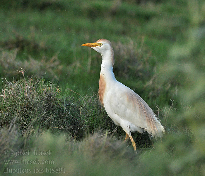 Bubulcus ibis Volavka chochlatá