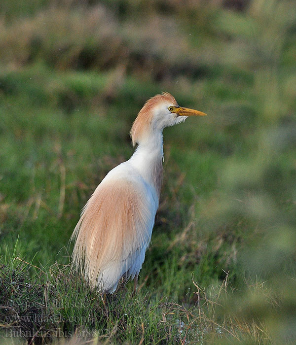 Bubulcus ibis Volavka rusohlavá