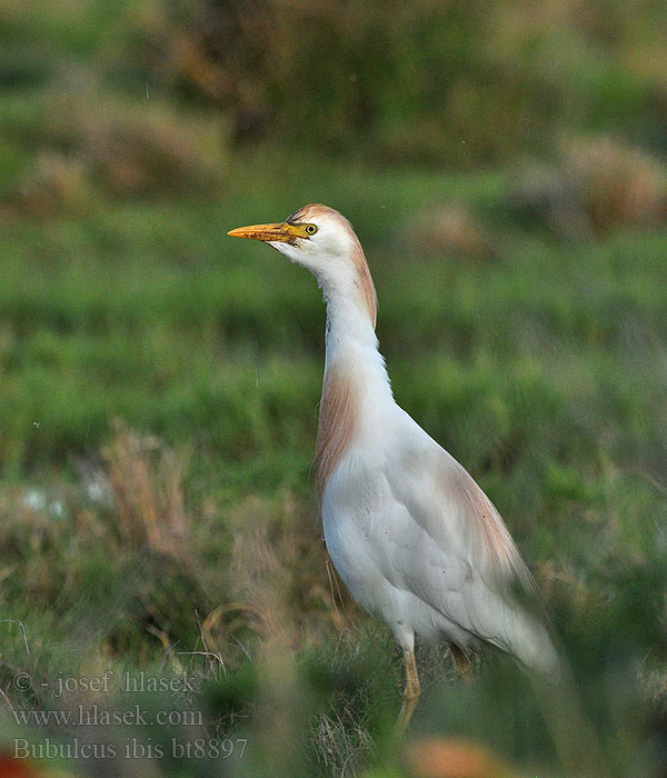 Bubulcus ibis Garcilla bueyera