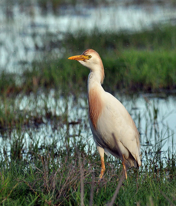 Bubulcus ibis Kohäge