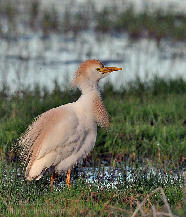 Bubulcus ibis 牛背鷺