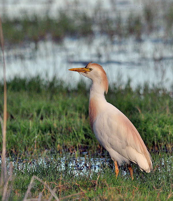 Bubulcus ibis Египетская цапля