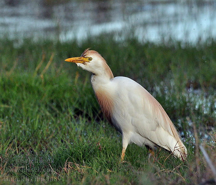 Bubulcus ibis アマサギ