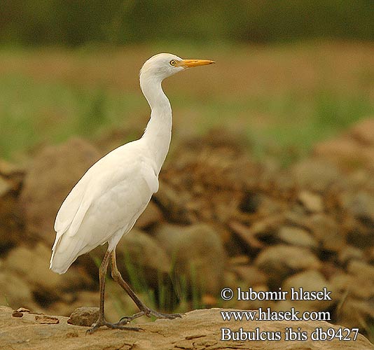 Bubulcus ibis db9427