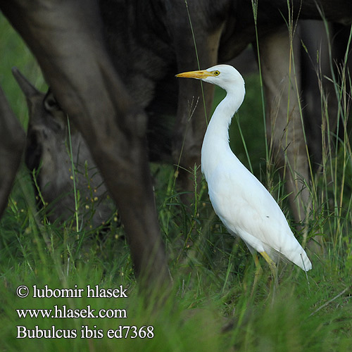 Sığır Balıkçılı אנפית בקר Unni kokku Bubulcus ibis Cattle Egret