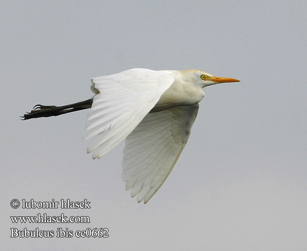 נפית בקר Unni kokku Bubulcus ibis Cattle Egret Kohejre Lehmähaikara