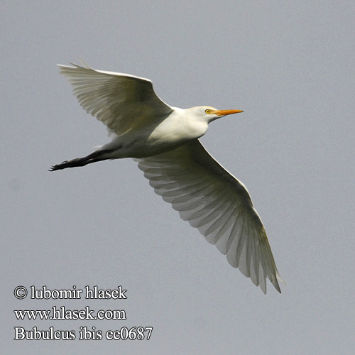 Unni kokku Bubulcus ibis Cattle Egret Kohejre Lehmähaikara