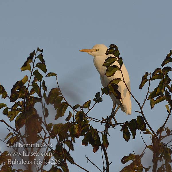 Bubulcus ibis