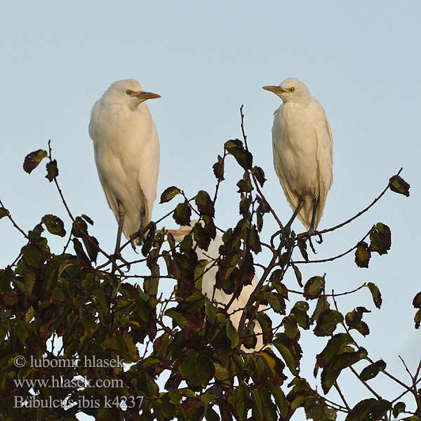 Bubulcus ibis أبوقردان 