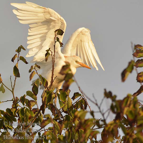 Bubulcus ibis 황로