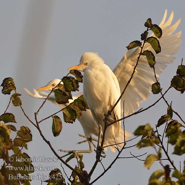 Bubulcus ibis Γελαδάρης