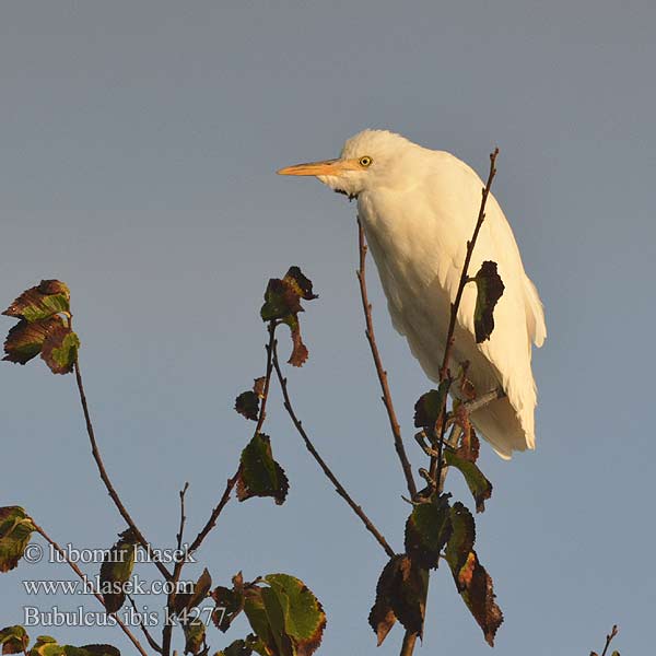 Bubulcus ibis Garca-vaqueira