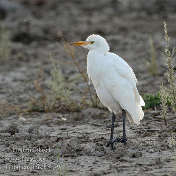 Bubulcus ibis Єгипетська чапля