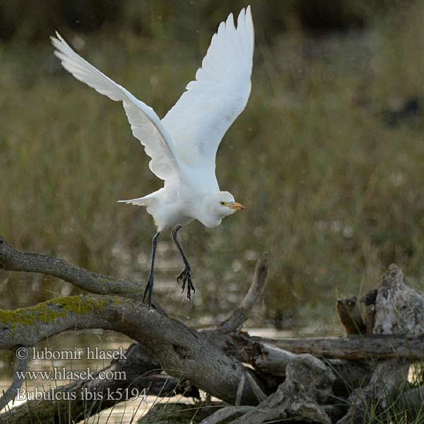 Bubulcus ibis Veereier