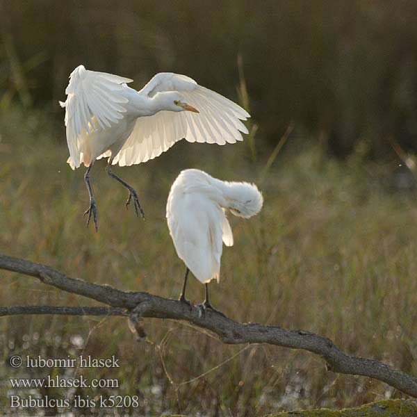 Bubulcus ibis Sığır Balıkçılı