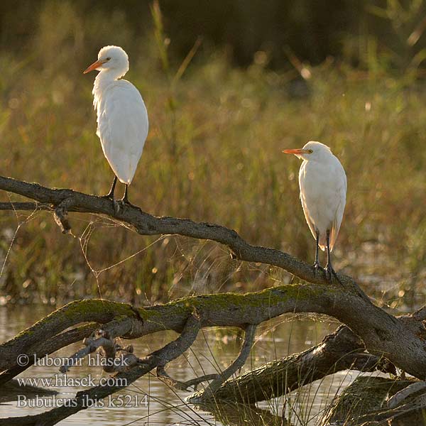 Bubulcus ibis אנפית בקר Unni kokku