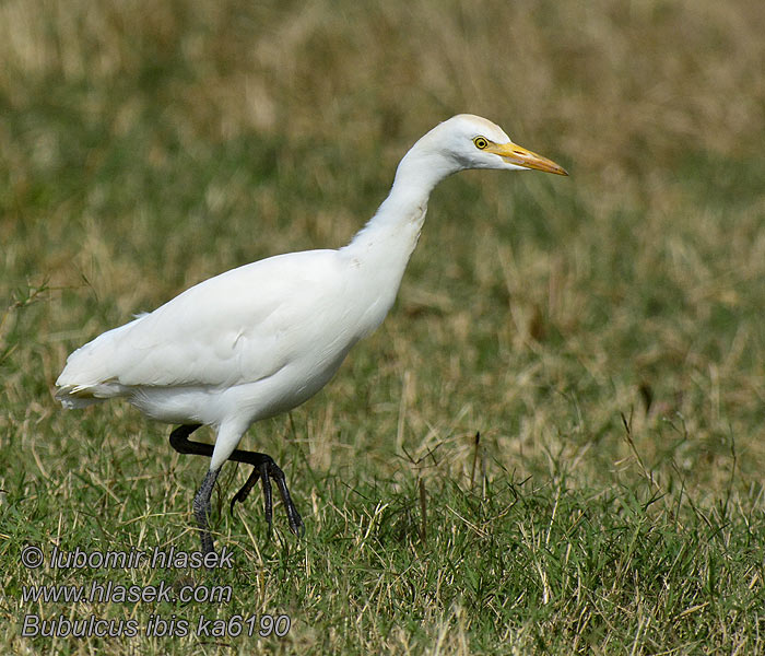 Bubulcus ibis Volavka rusohlavá