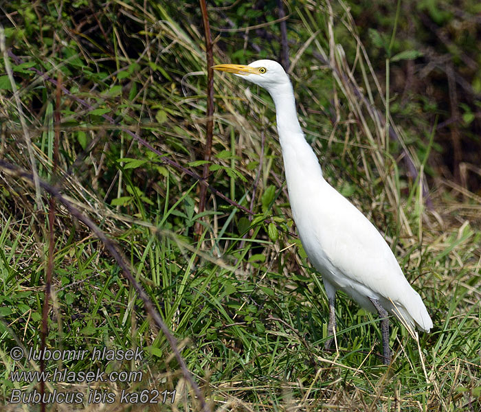 Bubulcus ibis Cattle Egret