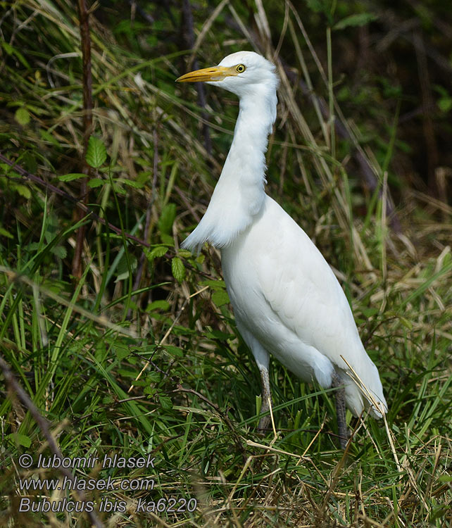 Bubulcus ibis Lehmähaikara