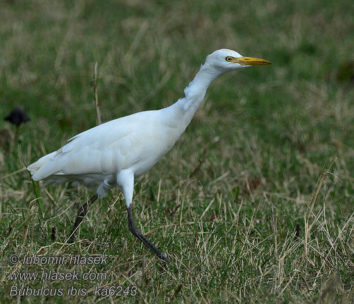 Bubulcus ibis Héron garde-bœufs