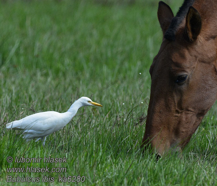 Bubulcus ibis Airone guardabuoi