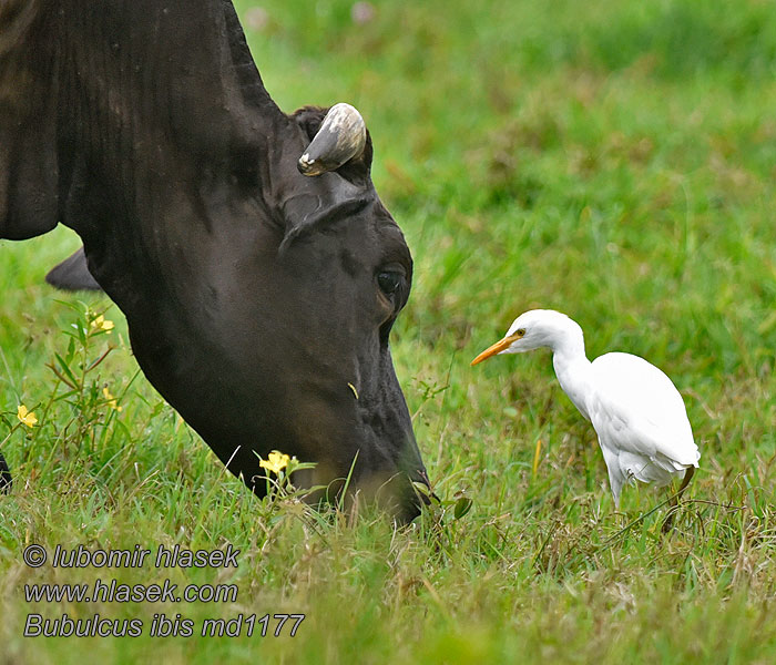 Airone guardabuoi Bubulcus ibis