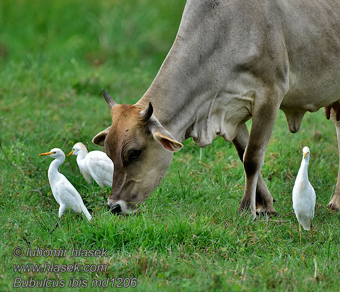 Czapla złotawa Bubulcus ibis