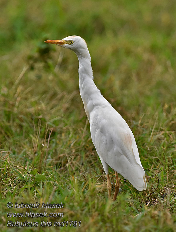 Volavka rusohlavá Bubulcus ibis