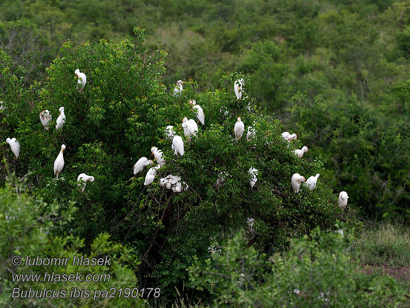 Bubulcus ibis