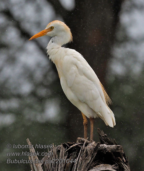 Bubulcus ibis