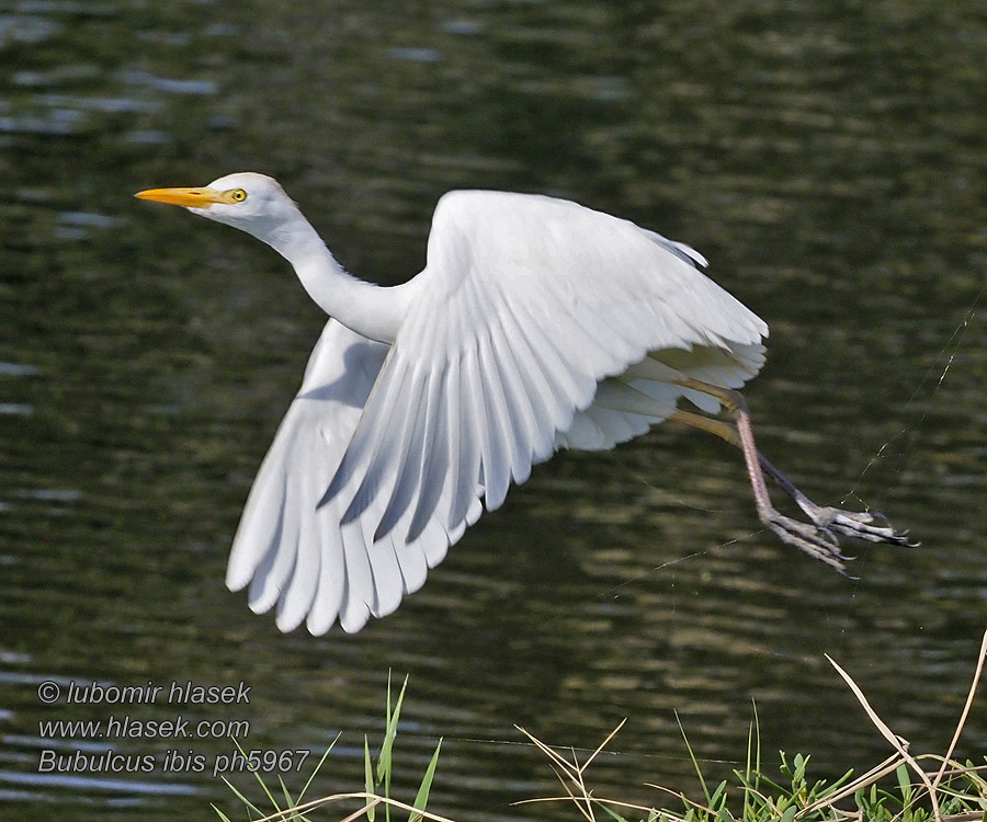 Bubulcus ibis