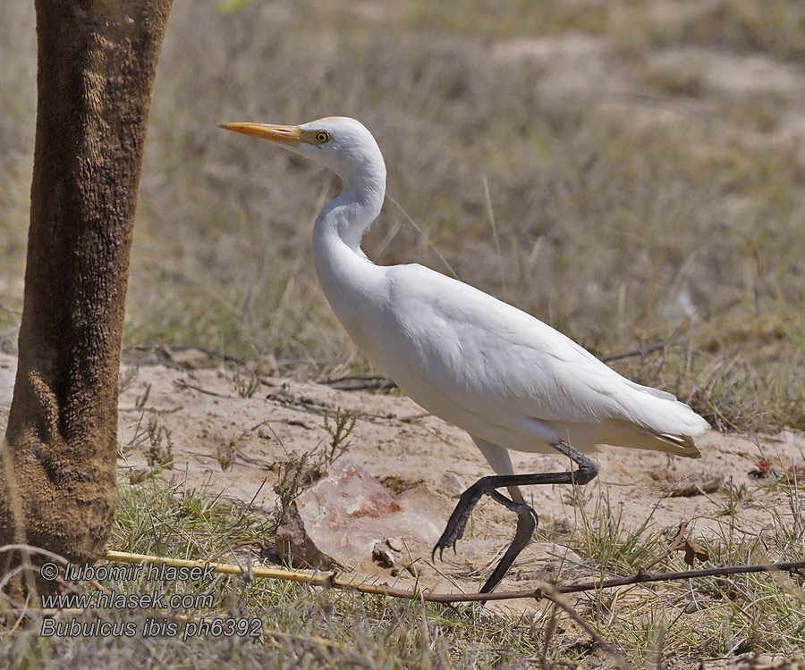 Bubulcus ibis