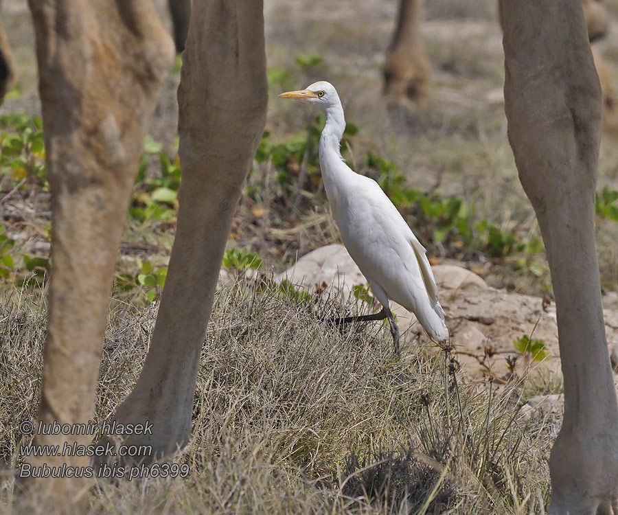 Bubulcus ibis