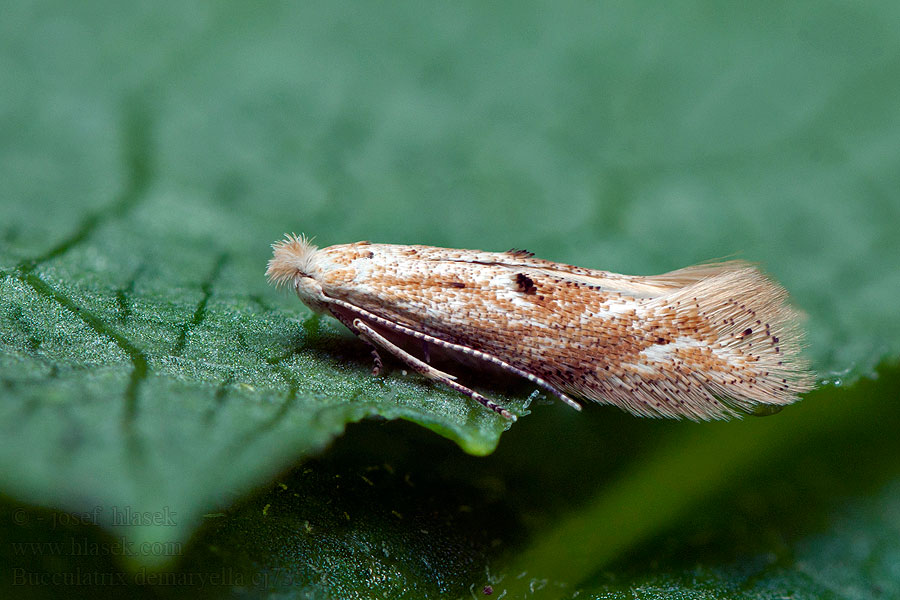 Björkkronmal Bucculatrix demaryella