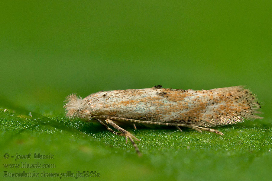 Bucculatrix demaryella Björkkronmal