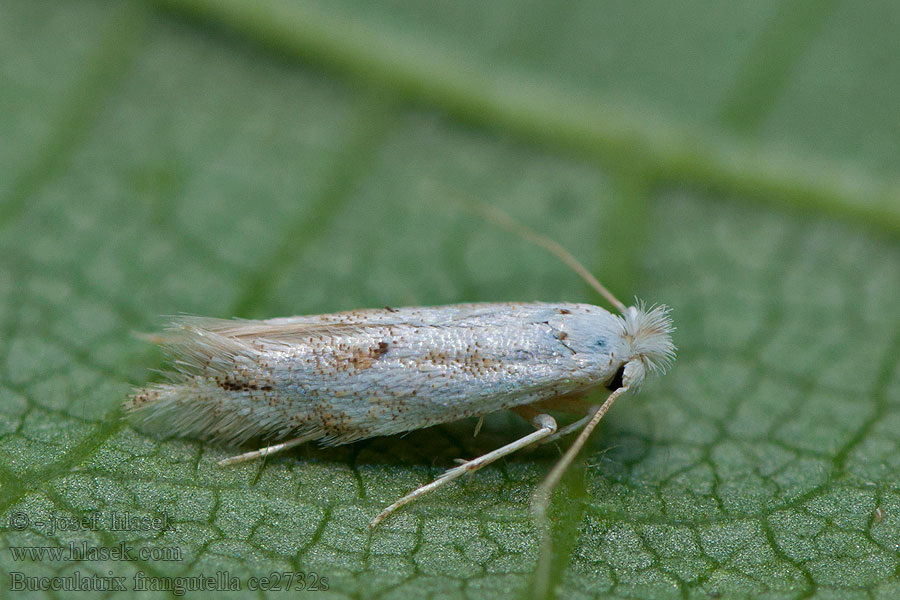 Bucculatrix frangutella Plôškavec krušinový