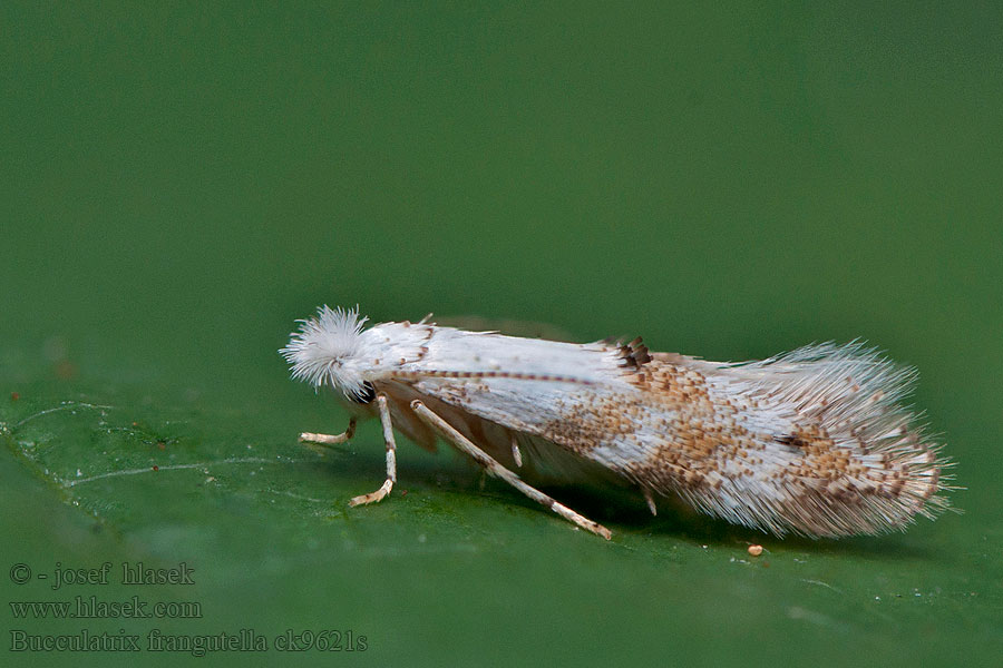 Bucculatrix frangutella Brakvedögonlappmal