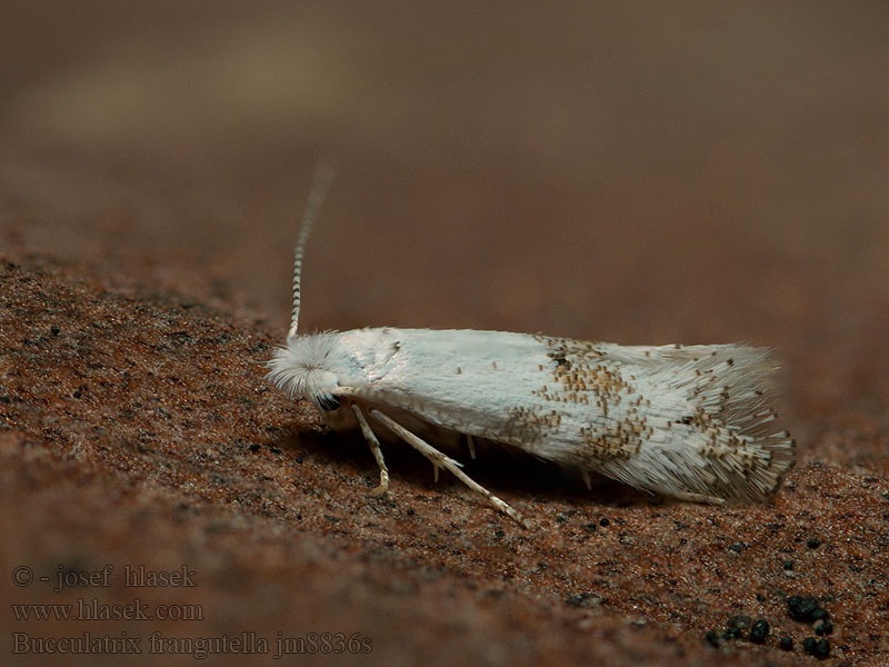 Vuilboomooglapmot Bucculatrix frangutella