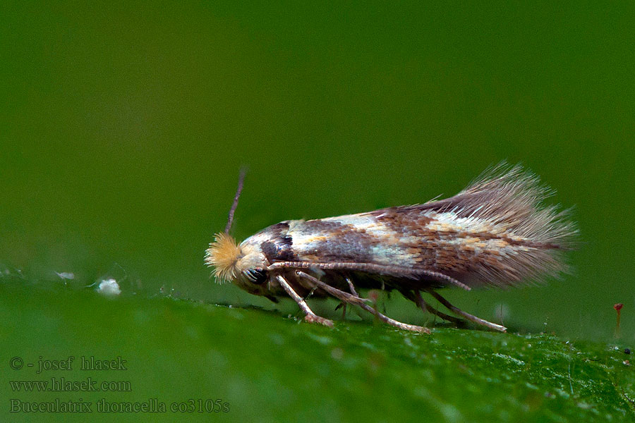 Bucculatrix thoracella Hársaknázó bordásmoly Lindögonlappmal