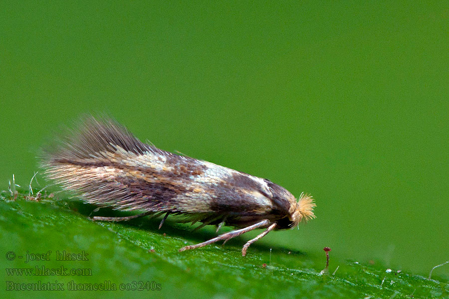 Chobotníček lipový Bucculatrix thoracella