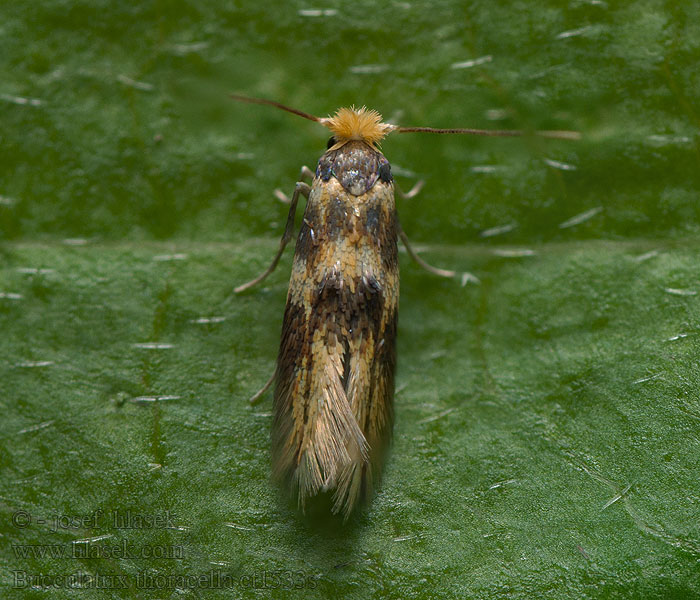 Bucculatrix thoracella